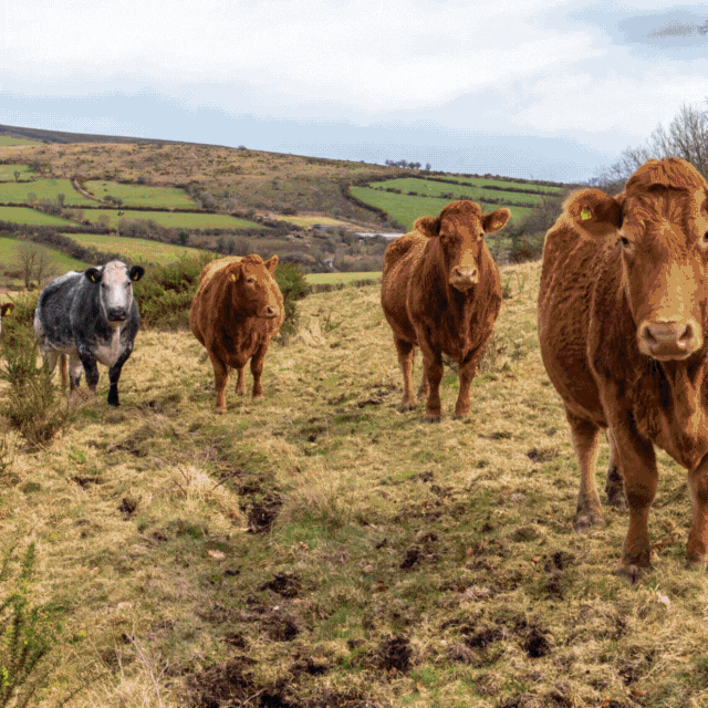 Farm Wilder - Fortified Beef Mince 500g