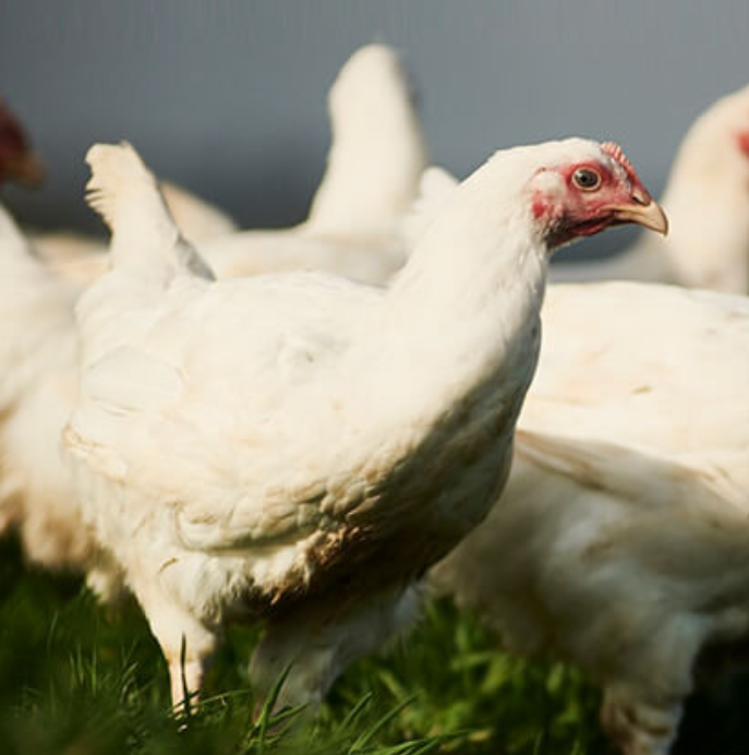 Sutton Hoo | Free Range Whole Chicken (2.3kg - 2.5kg)